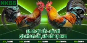 Đá Gà Cựa Sắt – Giải Trí Cực Kỳ Gay Cấn, Hấp Dẫn Tại NK88