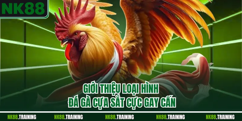 Giới thiệu loại hình đá gà cựa sắt cực gay cấn